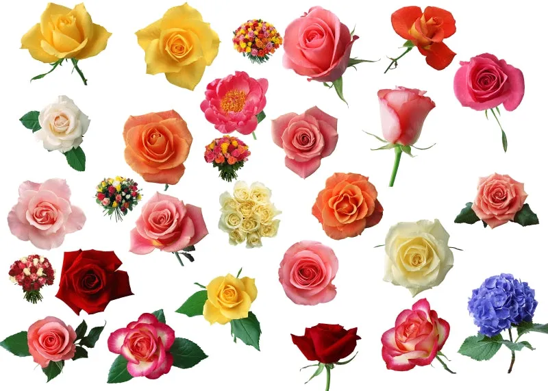 ★Photoshop PSD Decorative Elements-Lose Flower V.3